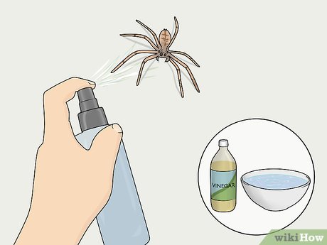  10 maneras fáciles de matar una araña sin tocarla