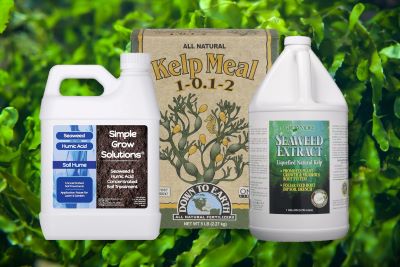  5 mejores fertilizantes de algas líquidas o en polvo