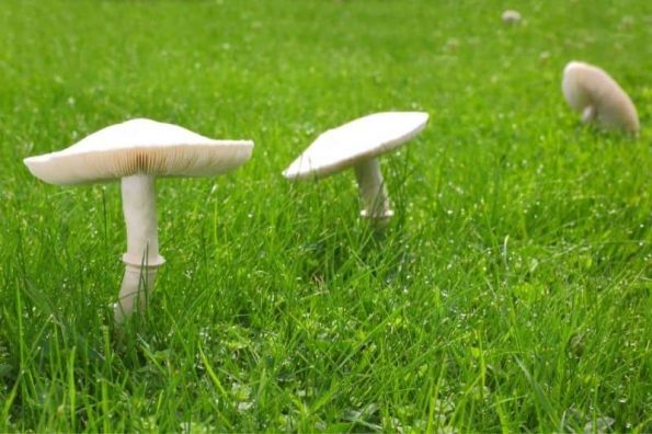  8 maneras fáciles de deshacerse de los hongos en el césped y el jardín