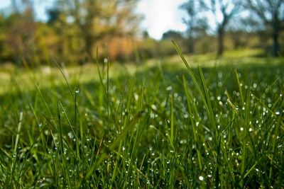  ¿Se puede rociar Roundup en la hierba húmeda?