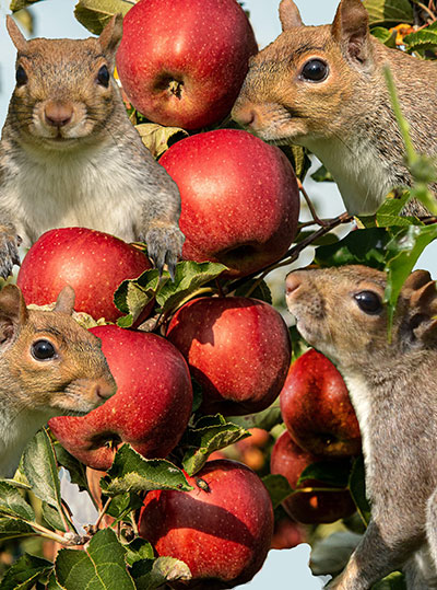  ¿A las ardillas les gusta comer manzanas y otros árboles frutales?