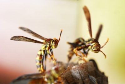  ¿Las avispas hacen miel o construyen colmenas de panal?