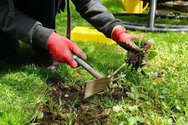  Cómo eliminar las pegatinas de los patios y el césped