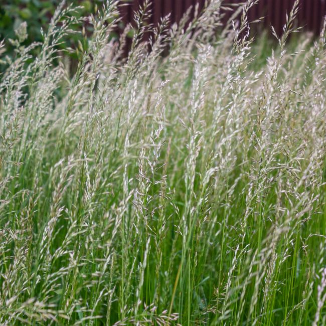  10 malas hierbas comunes que se parecen al trigo