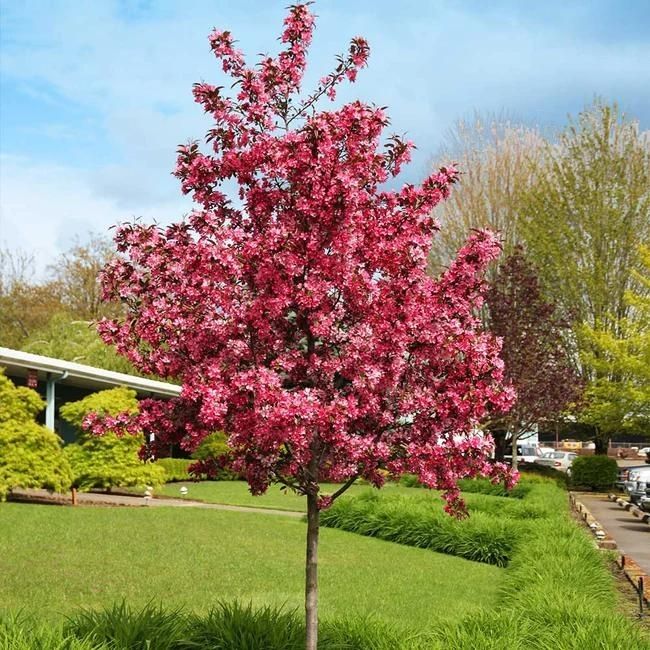  9 increíbles árboles con flores rojas para su jardín