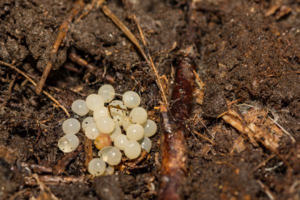  Cómo identificar los huevos de insectos amarillos en el suelo RESUELTO