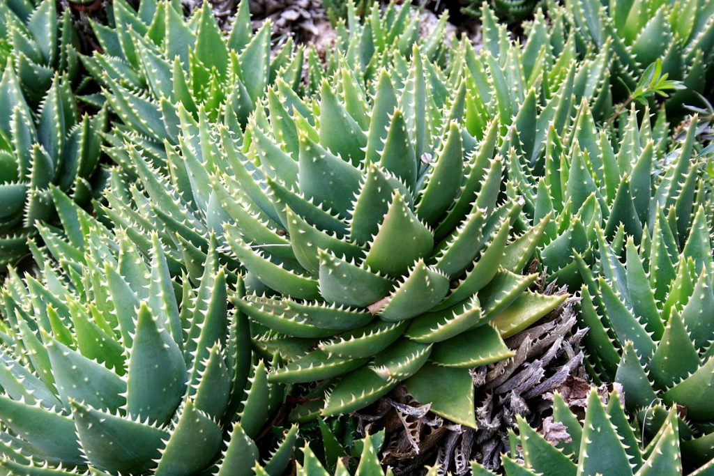  Aloe Brevifolia - Cuidado de las plantas de cocodrilo