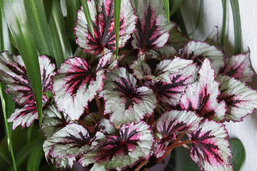  25 mejores plantas de interior de color púrpura para un jardín interior exótico