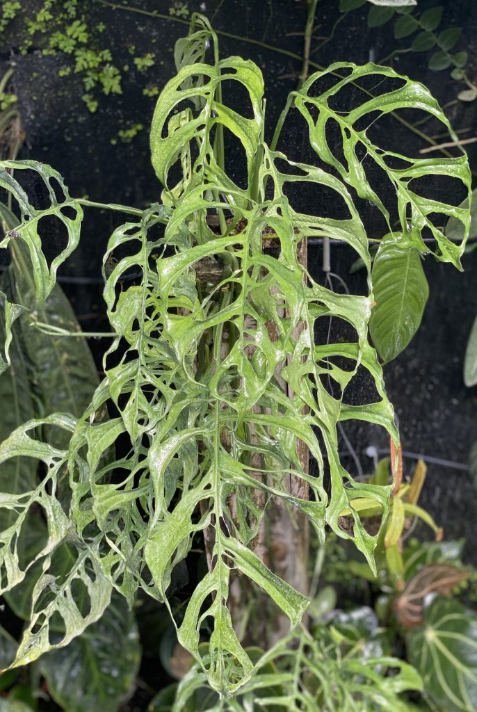  Cuidado de la planta Monstera Obliqua - ¿Es su planta realmente Obliqua?