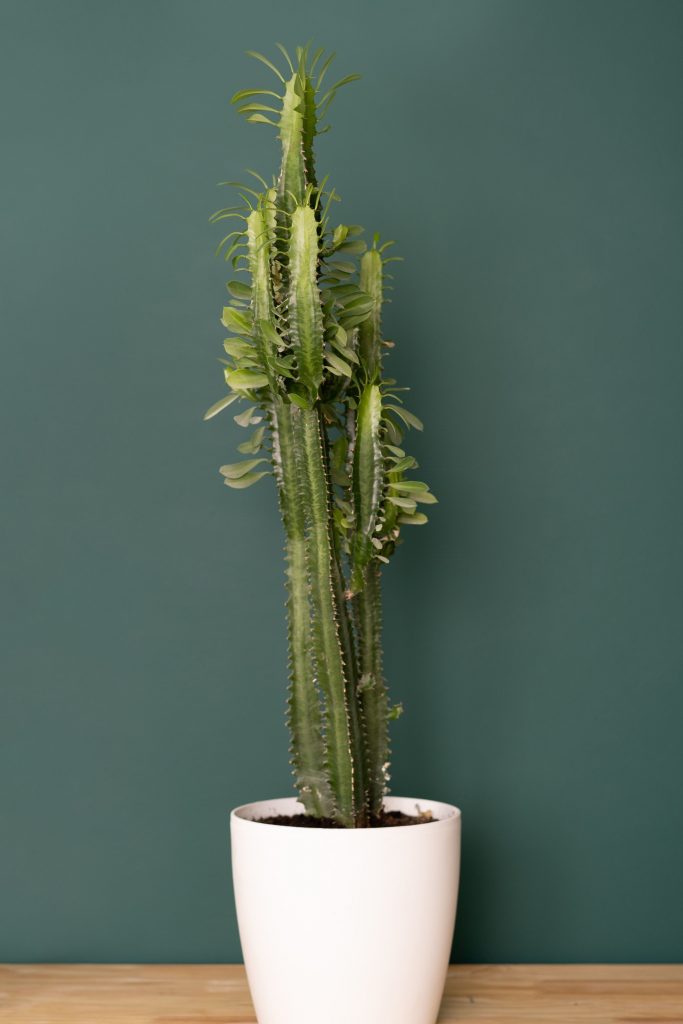  Cuidado de la planta de cactus Euphorbia
