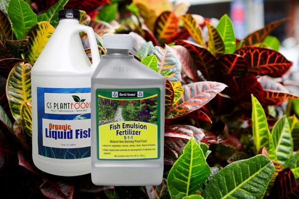  6 mejores fertilizantes de emulsión de pescado