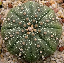  Cuidado de la planta de cactus Astrophytum Asteria - Cactus estrella
