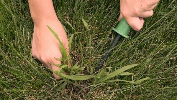  Cómo eliminar la hierba cangrejo en verano sin productos químicos