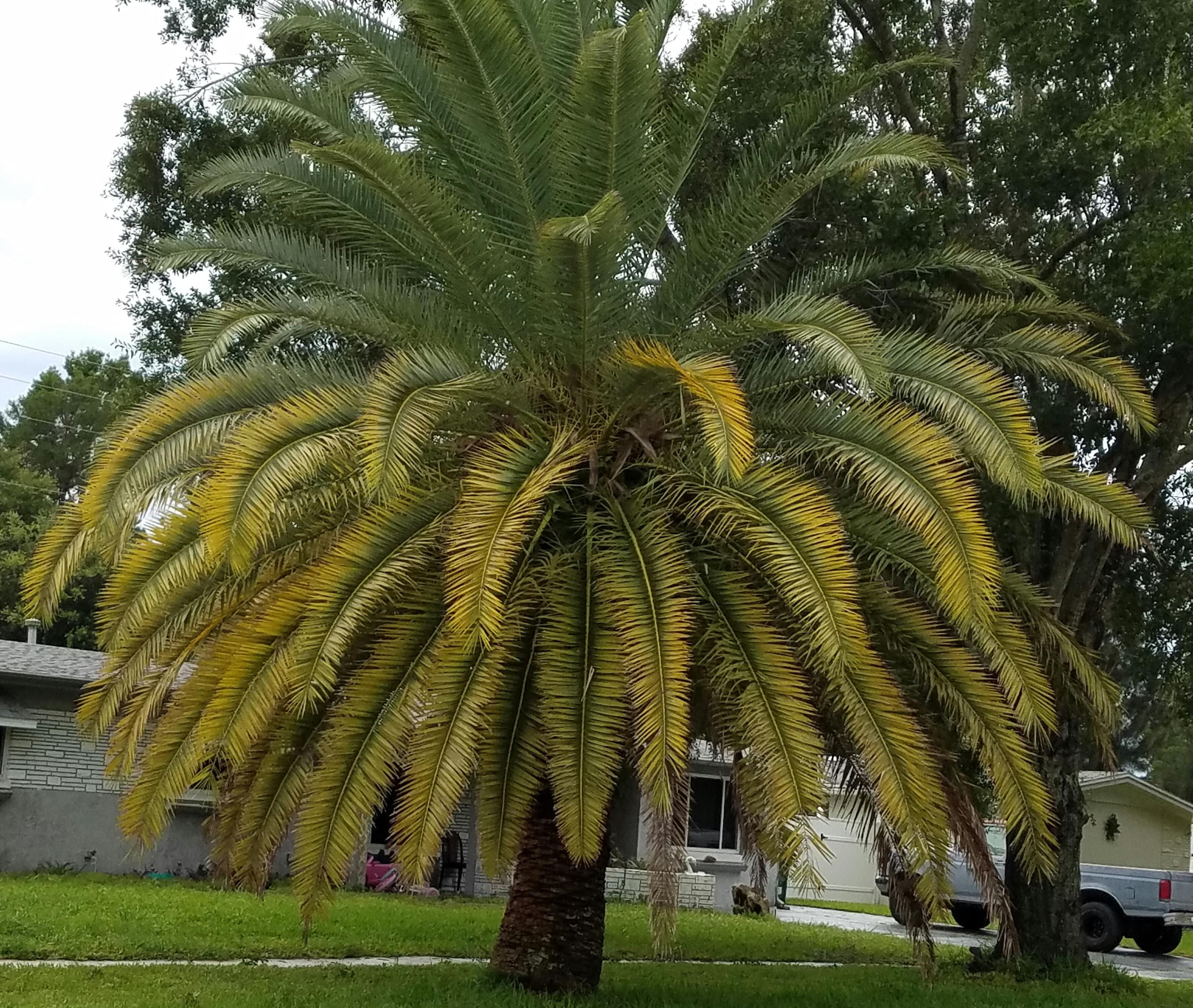  Las hojas de la palmera se vuelven amarillas y cómo las arreglo