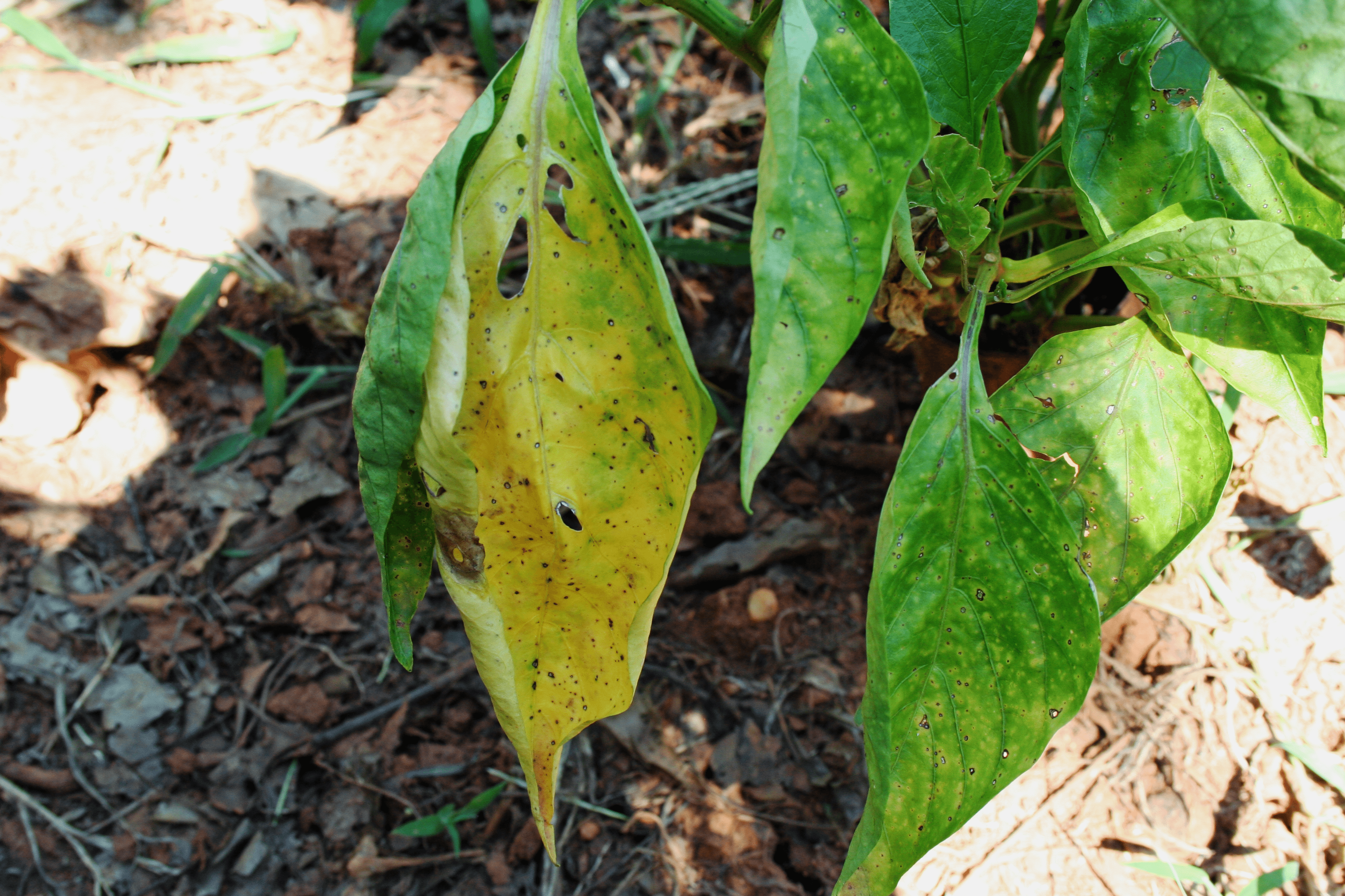  Las hojas de la planta del pimiento se vuelven amarillas