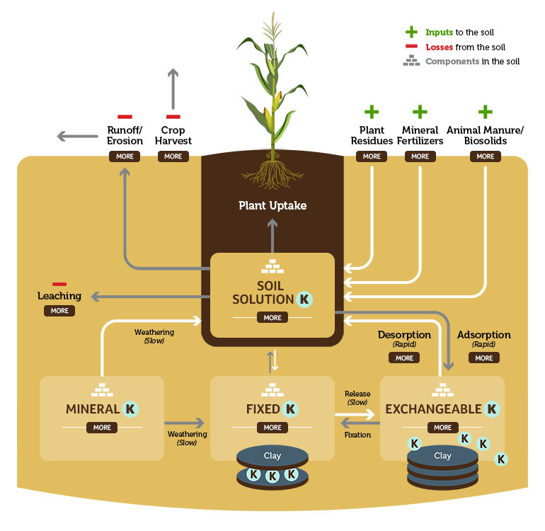  ¿Qué es el fertilizante de alto contenido en potasio?