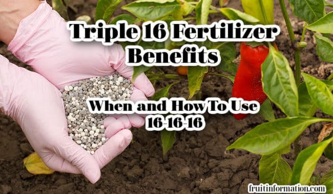  ¿Cuándo es mejor el fertilizante 16-16-16?