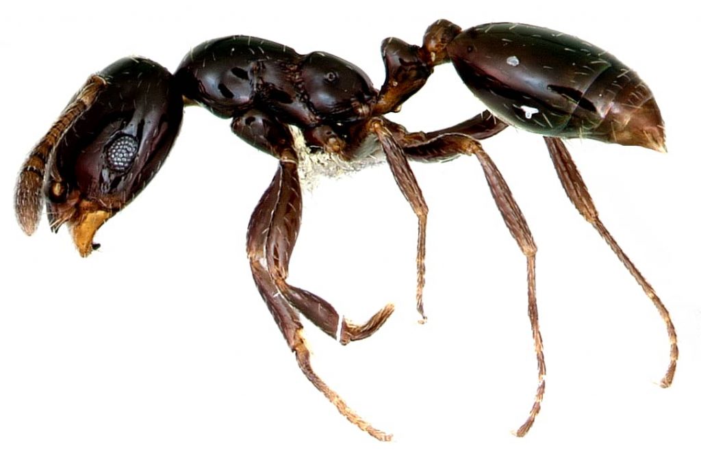  Cómo deshacerse de las hormiguitas negras para siempre en 4 sencillos pasos