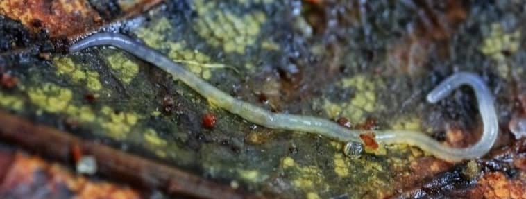  Cómo eliminar los gusanos de la maceta en las plantas de interior